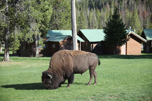Pahaska Tepee Resort Коди Экстерьер фото